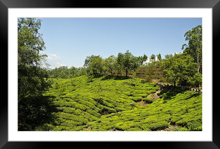Tea Plants Framed Mounted Print by Hassan Najmy