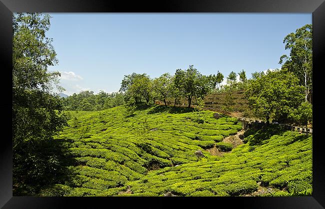 Tea Plants Framed Print by Hassan Najmy