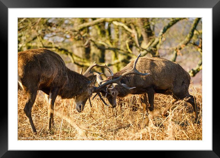Red deer stags locking antlers Framed Mounted Print by Chris Rabe