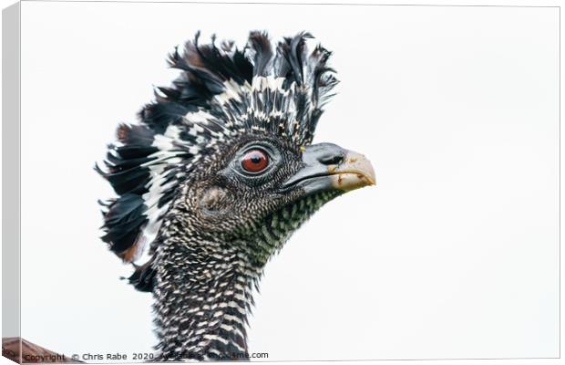 Great Curassow female close-up portrait Canvas Print by Chris Rabe