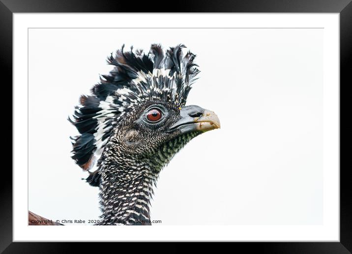 Great Curassow female close-up portrait Framed Mounted Print by Chris Rabe