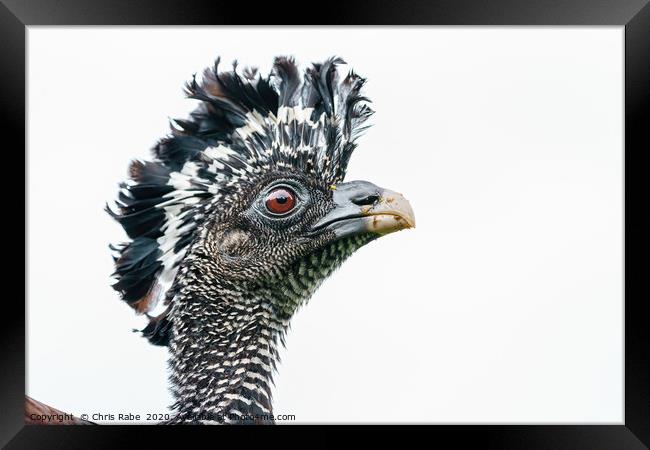 Great Curassow female close-up portrait Framed Print by Chris Rabe