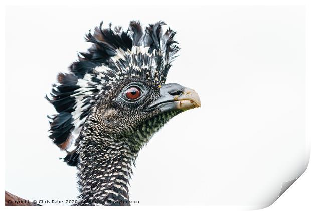 Great Curassow female close-up portrait Print by Chris Rabe