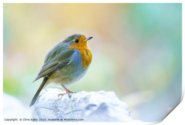 European Robin  Print by Chris Rabe