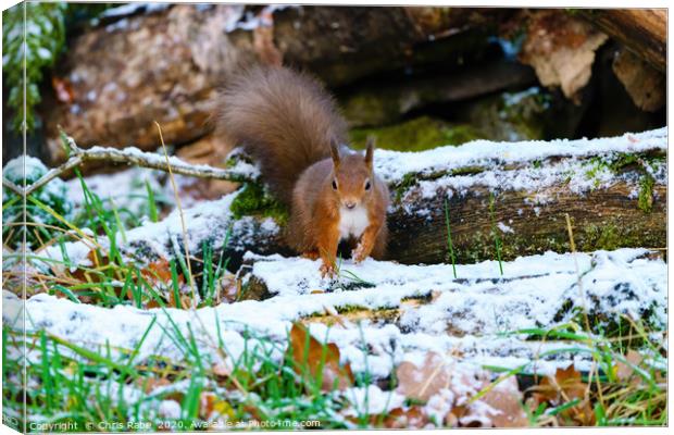 red squirrel moving through some light snow,  Canvas Print by Chris Rabe