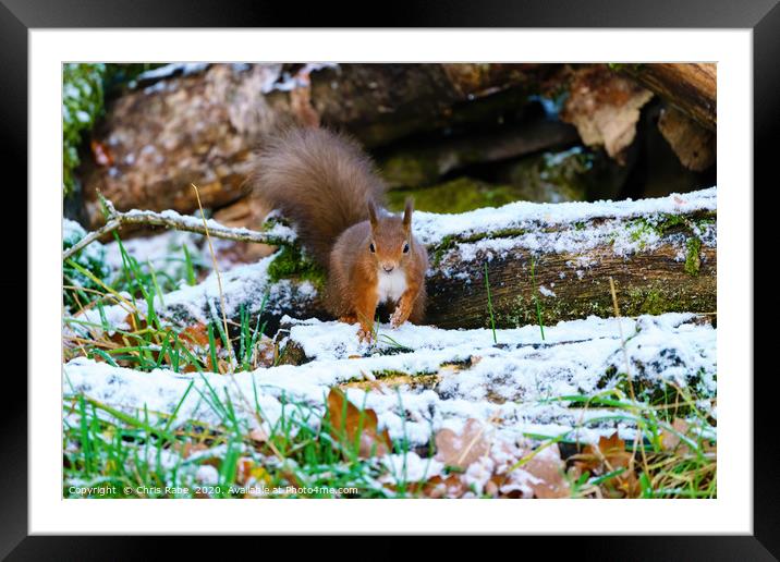 red squirrel moving through some light snow,  Framed Mounted Print by Chris Rabe