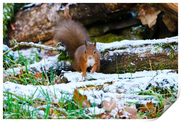 red squirrel moving through some light snow,  Print by Chris Rabe