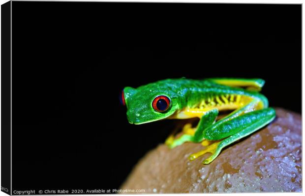 Red-Eyed Tree Frog on a post Canvas Print by Chris Rabe