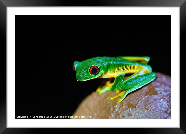 Red-Eyed Tree Frog on a post Framed Mounted Print by Chris Rabe