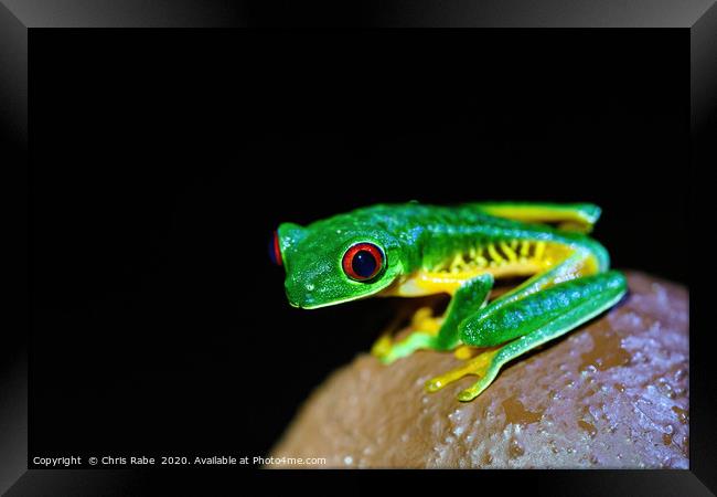 Red-Eyed Tree Frog on a post Framed Print by Chris Rabe