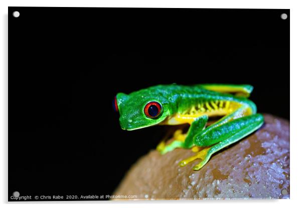 Red-Eyed Tree Frog on a post Acrylic by Chris Rabe