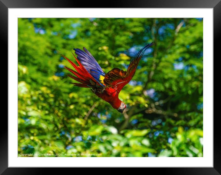 Scarlet Macaw in flight Framed Mounted Print by Chris Rabe