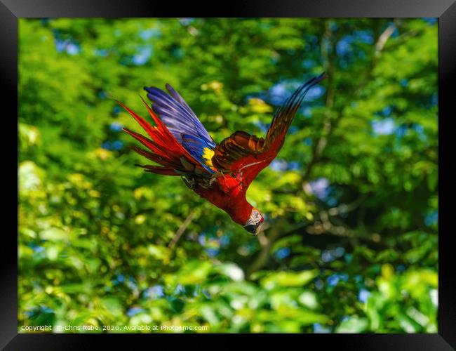 Scarlet Macaw in flight Framed Print by Chris Rabe