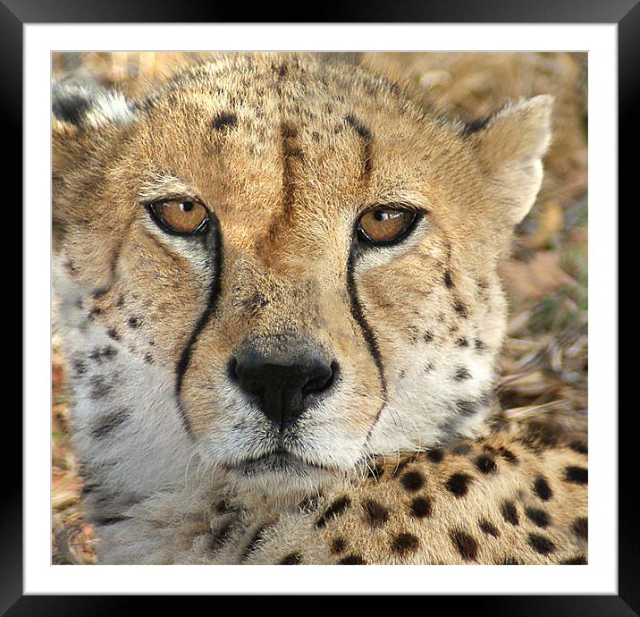 The Cheetah Framed Mounted Print by Lee Morley