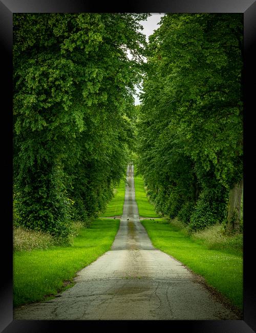 Tree Lined Driveway Framed Print by Charles Little