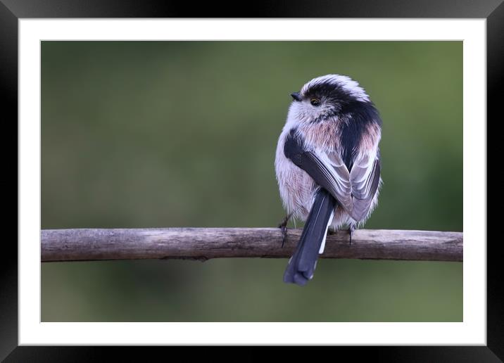 Cute little Long Tailed Tit on a branch Framed Mounted Print by Simon Marlow