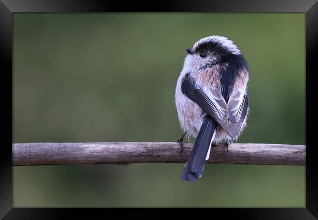 Cute little Long Tailed Tit on a branch Framed Print by Simon Marlow