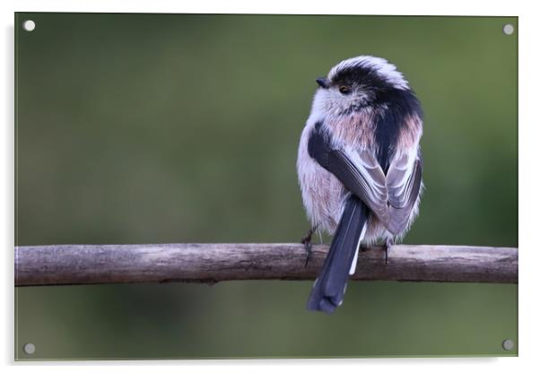Cute little Long Tailed Tit on a branch Acrylic by Simon Marlow