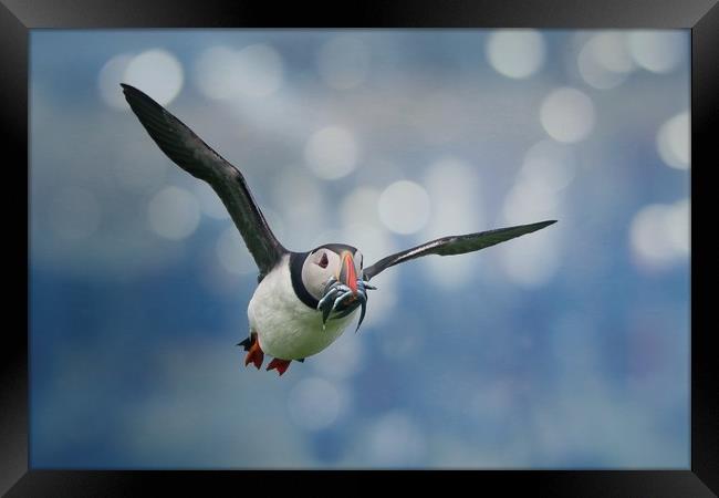 Majestic Puffin Hunting for Sandeels Framed Print by Simon Marlow