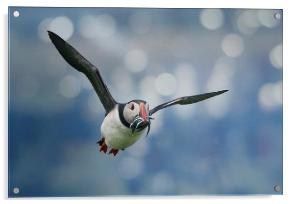 Majestic Puffin Hunting for Sandeels Acrylic by Simon Marlow