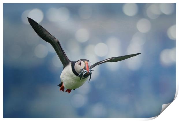 Majestic Puffin Hunting for Sandeels Print by Simon Marlow
