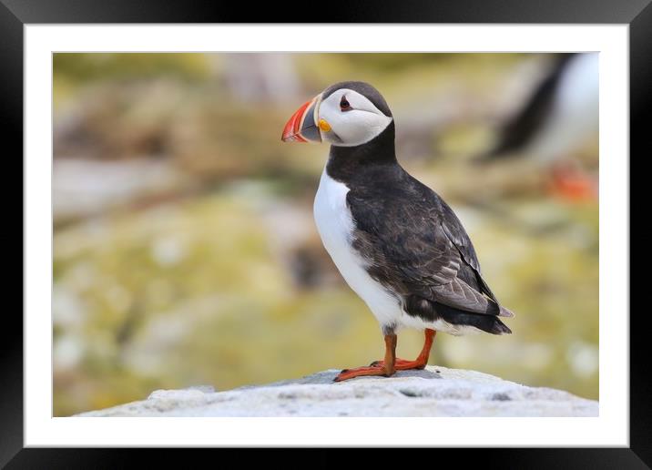 Atlantic puffin on the rocks Framed Mounted Print by Simon Marlow