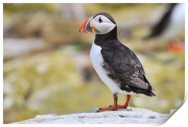Atlantic puffin on the rocks Print by Simon Marlow