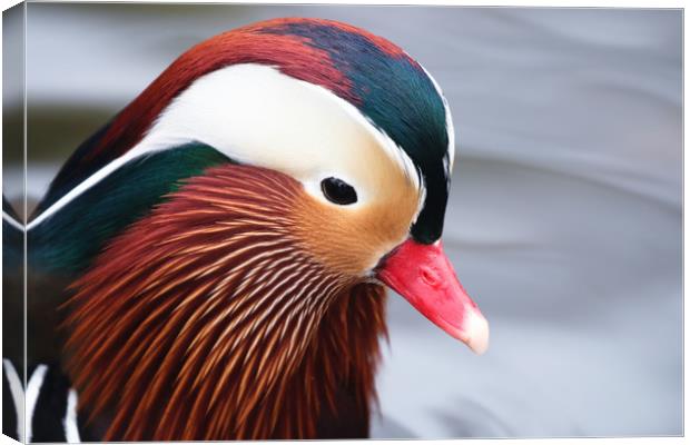 Beautiful closeup of the Mandarin Duck Canvas Print by Simon Marlow