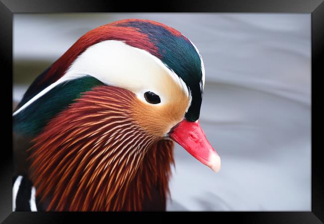 Beautiful closeup of the Mandarin Duck Framed Print by Simon Marlow