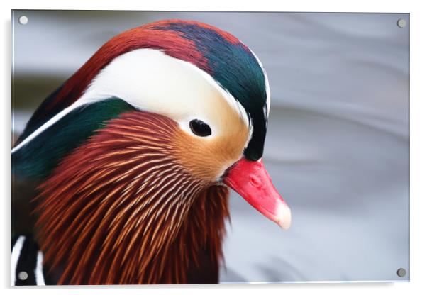 Beautiful closeup of the Mandarin Duck Acrylic by Simon Marlow