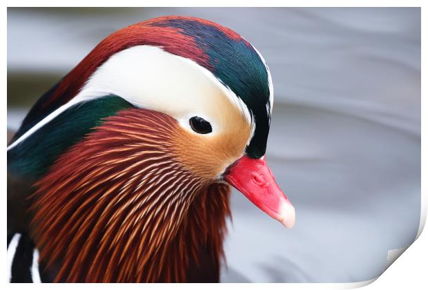 Beautiful closeup of the Mandarin Duck Print by Simon Marlow