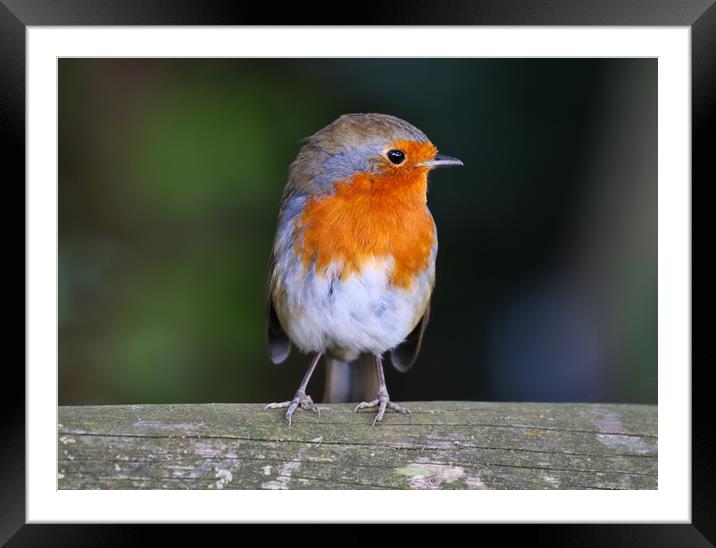 Cute little Robin Redbreast sat on a post Framed Mounted Print by Simon Marlow