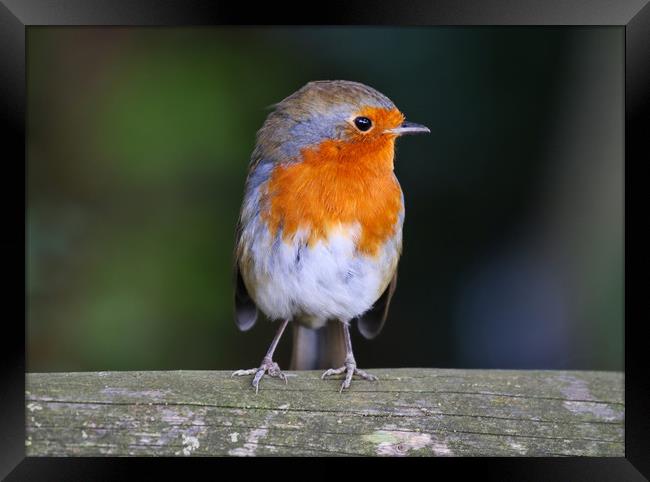 Cute little Robin Redbreast sat on a post Framed Print by Simon Marlow