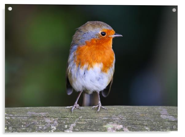 Cute little Robin Redbreast sat on a post Acrylic by Simon Marlow