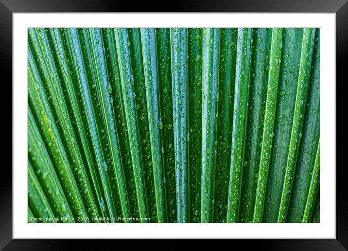 Green palm leaves background Framed Mounted Print by Miro V