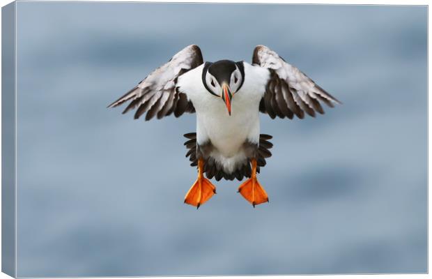 Atlantic Puffin coming into land Canvas Print by Simon Marlow