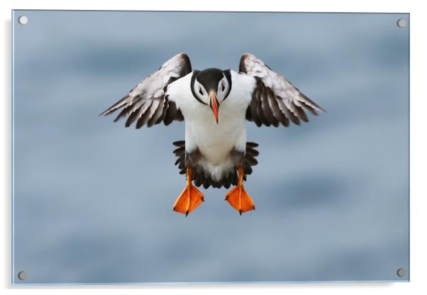 Atlantic Puffin coming into land Acrylic by Simon Marlow