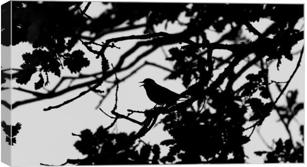 Thrush Silhouette Canvas Print by Mike Lanning