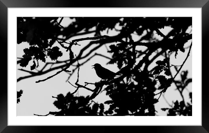 Thrush Silhouette Framed Mounted Print by Mike Lanning