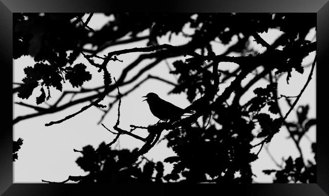 Thrush Silhouette Framed Print by Mike Lanning
