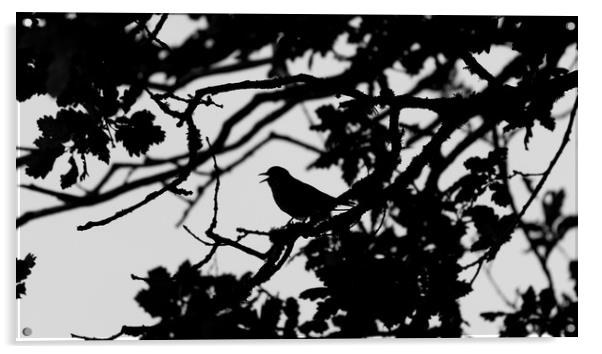 Thrush Silhouette Acrylic by Mike Lanning
