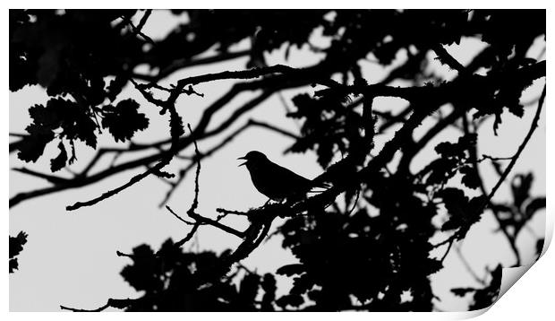 Thrush Silhouette Print by Mike Lanning