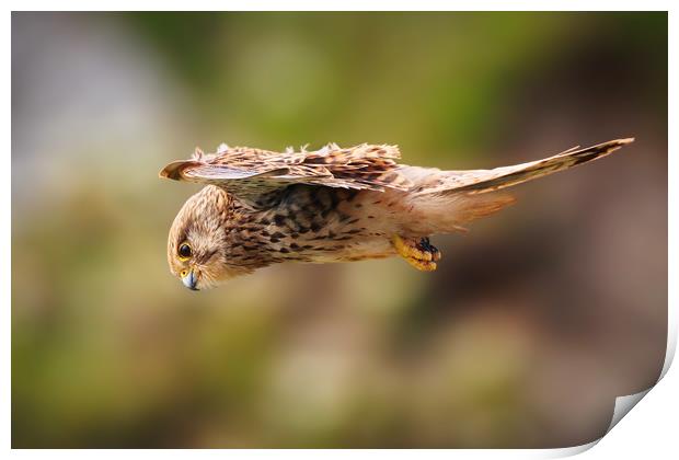 Majestic Kestrel Hunting Prey Print by Simon Marlow