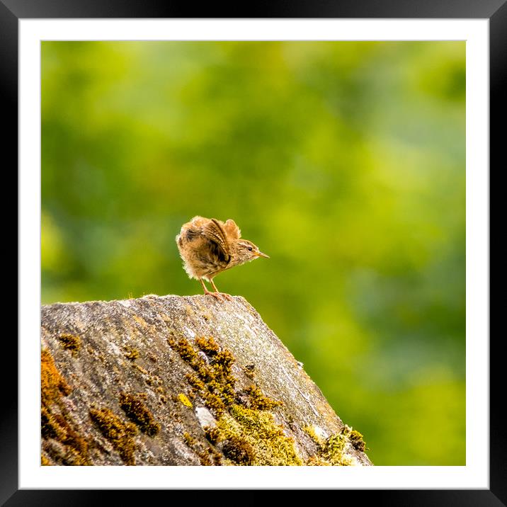 Fledgling Wren Framed Mounted Print by Mike Lanning