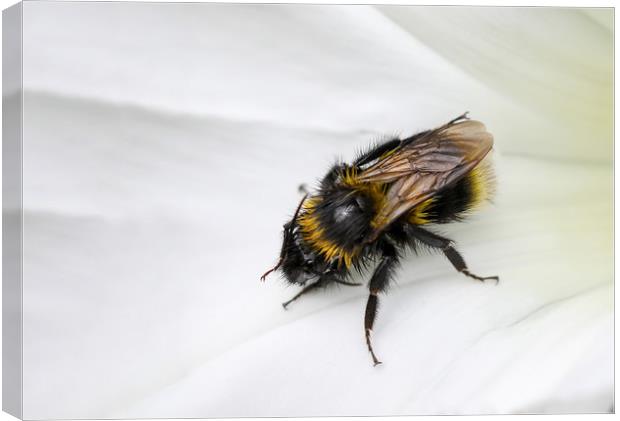 closeup of a Bee on a white flower Canvas Print by Simon Marlow