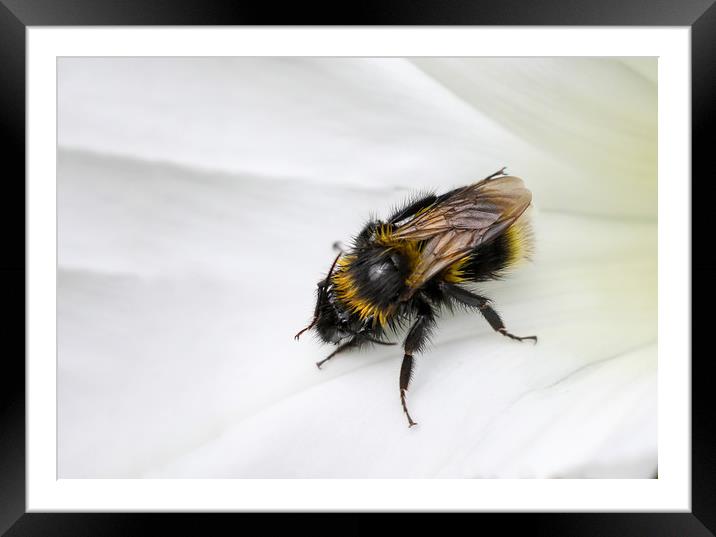 closeup of a Bee on a white flower Framed Mounted Print by Simon Marlow