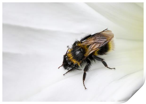 closeup of a Bee on a white flower Print by Simon Marlow