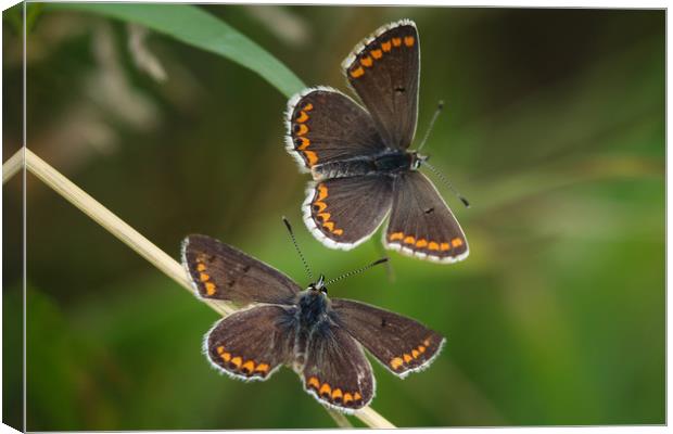 Majestic Northern Argus Butterflies Canvas Print by Simon Marlow