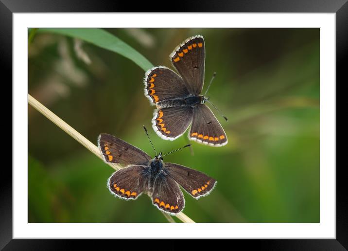 Majestic Northern Argus Butterflies Framed Mounted Print by Simon Marlow