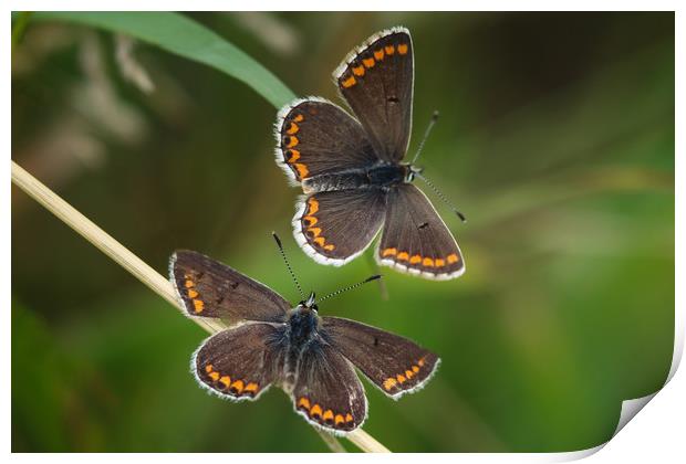 Majestic Northern Argus Butterflies Print by Simon Marlow